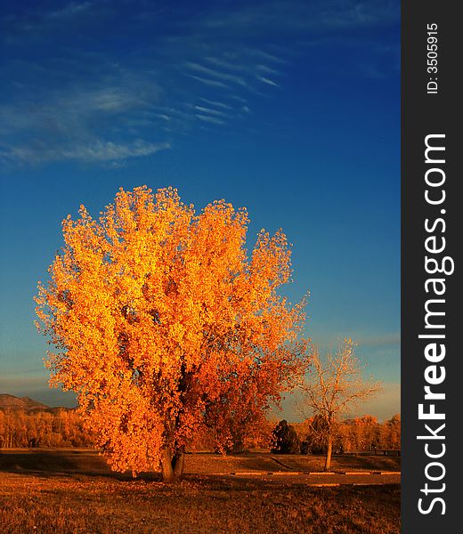 Yellow Autumn Tree in Morning Light against blue skies and clouds. Yellow Autumn Tree in Morning Light against blue skies and clouds