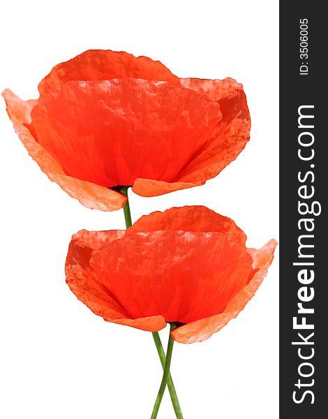 Red poppy on white background