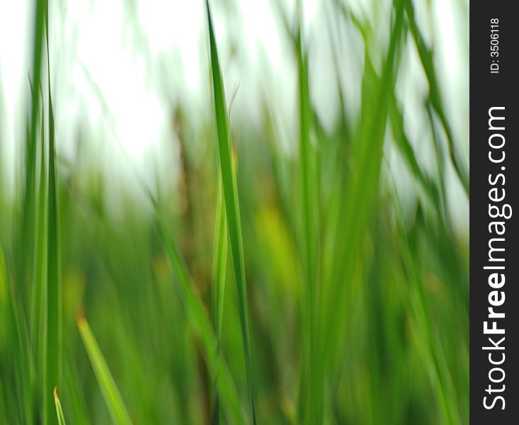 Green reeds in a pond. Green reeds in a pond