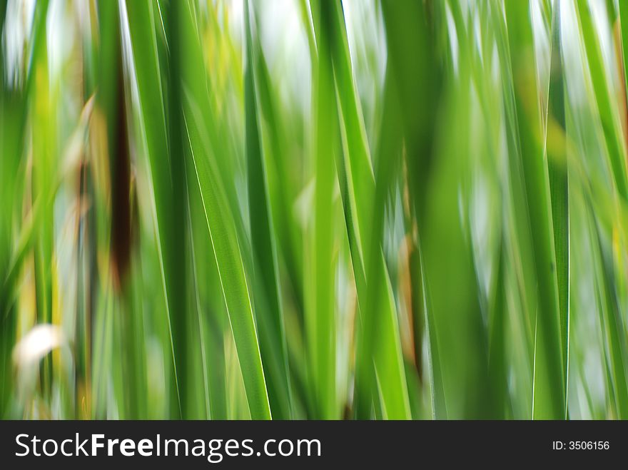 Green reeds in a pond. Green reeds in a pond