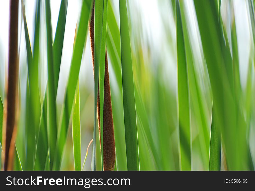 Green reeds in a pond. Green reeds in a pond