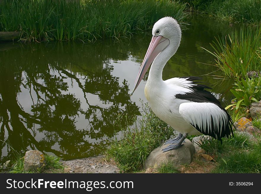 One pelican at the pond. Side view. One pelican at the pond. Side view.