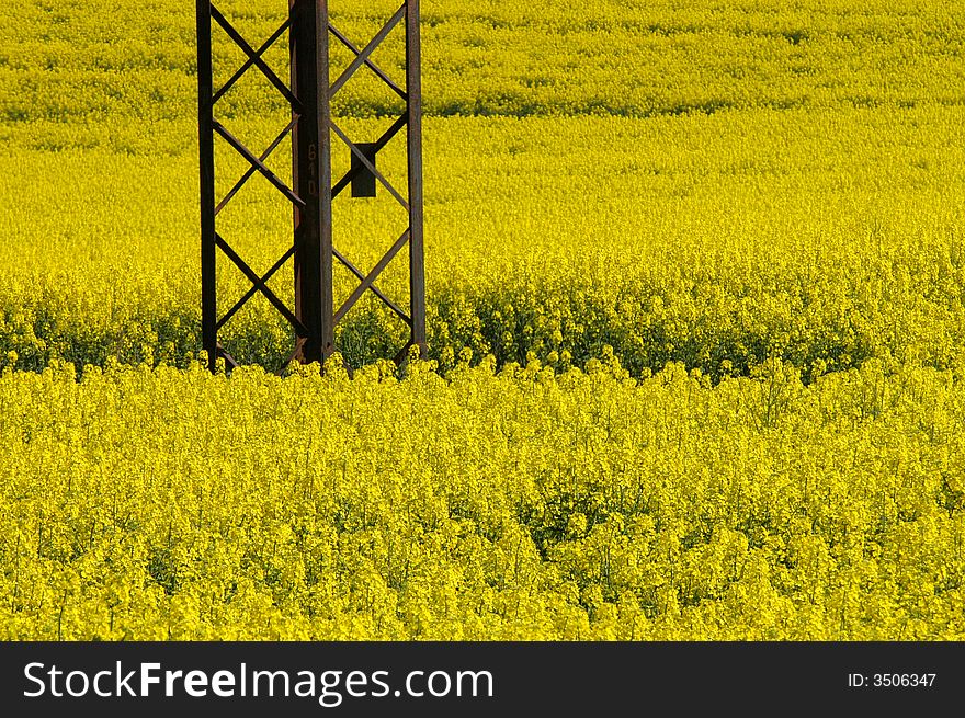 An iron pole in a field with yellow abloom plants. An iron pole in a field with yellow abloom plants