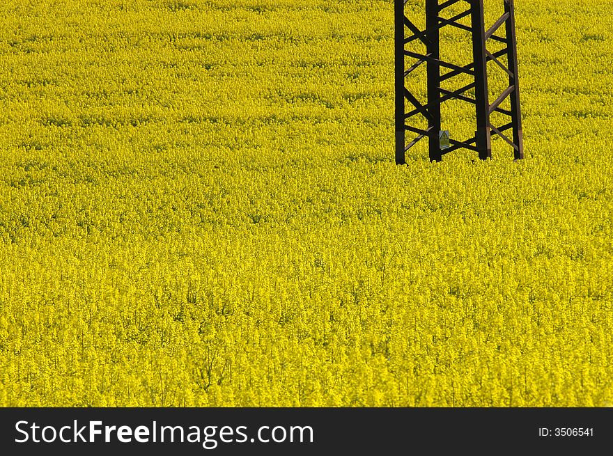 An iron pole in a field with yellow abloom plants. An iron pole in a field with yellow abloom plants