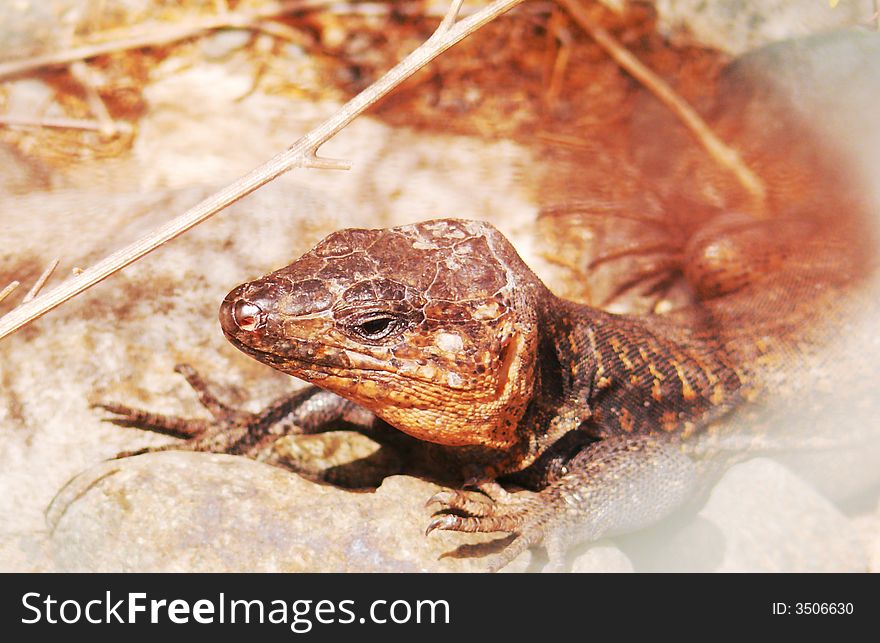 This wild Canary Islands lizard shows his problems in touching hot stones and it is a peculiar and big species which only lives in the Canary Islands. This wild Canary Islands lizard shows his problems in touching hot stones and it is a peculiar and big species which only lives in the Canary Islands