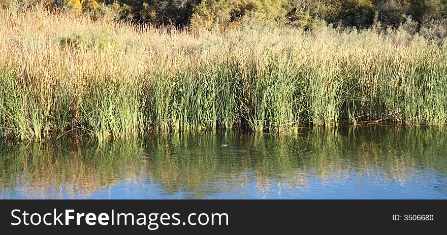 This is a picture of reeds reflecting over the edge of a lake, a duck swimming around and some brush in the background. This is a picture of reeds reflecting over the edge of a lake, a duck swimming around and some brush in the background