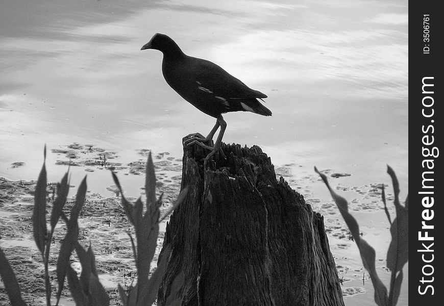 A silhouette shot I took at a park in St. Petersburg Florida. A silhouette shot I took at a park in St. Petersburg Florida.