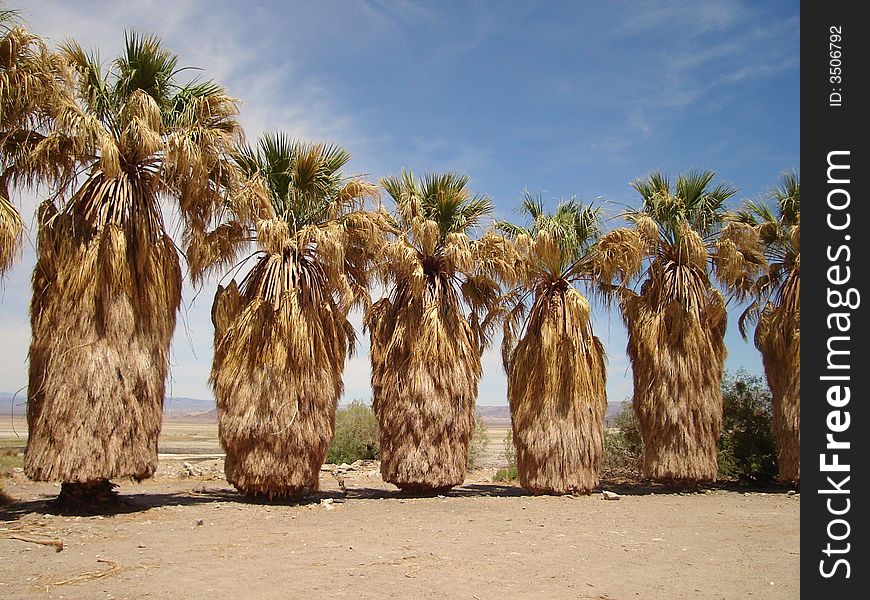 Palms in Zzyzx - Mojave National Preserve. Palms in Zzyzx - Mojave National Preserve.