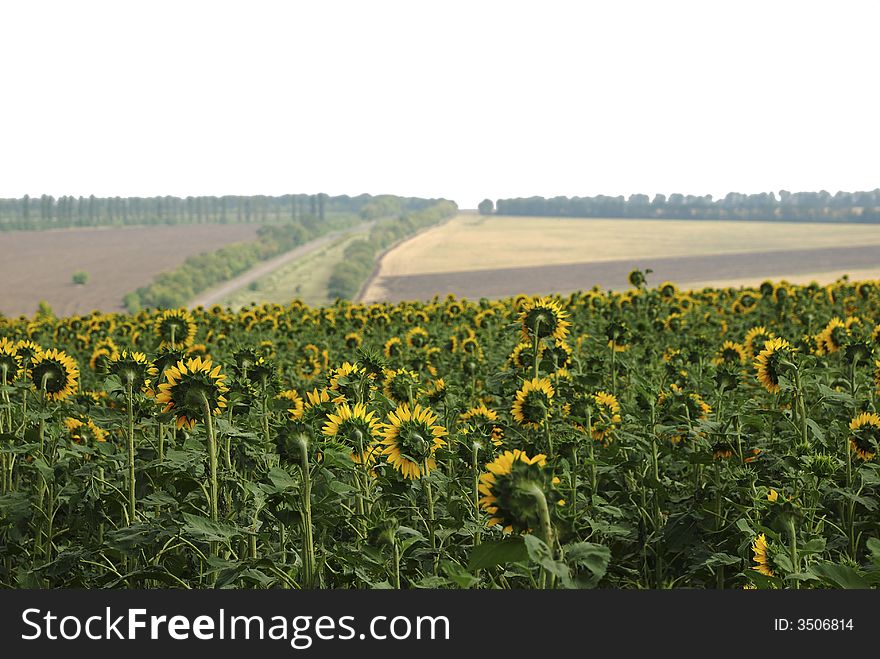 Young yellow sunflowers against the sky isolated. Road in fields. Young yellow sunflowers against the sky isolated. Road in fields.