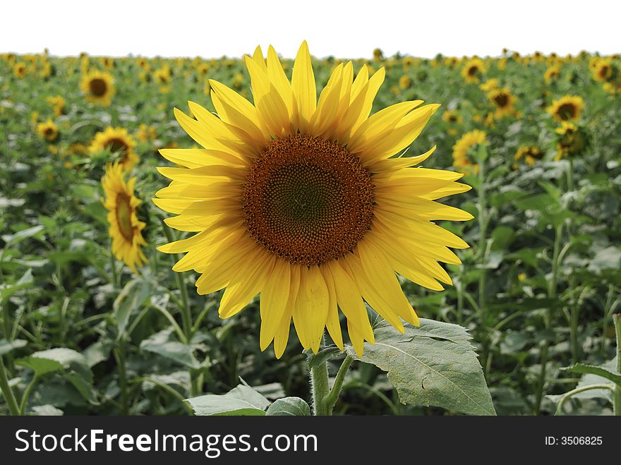 Young yellow sunflower in field isolated from top. Young yellow sunflower in field isolated from top