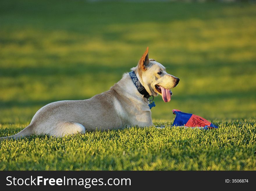 Dog resting from play time in the park. Dog resting from play time in the park.