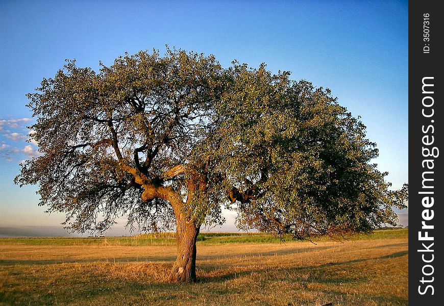 Pear Tree at the Sunrise. Pear Tree at the Sunrise