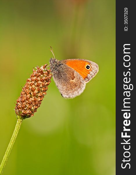 Butterfly Meadow Brown. Maniola jurtina.