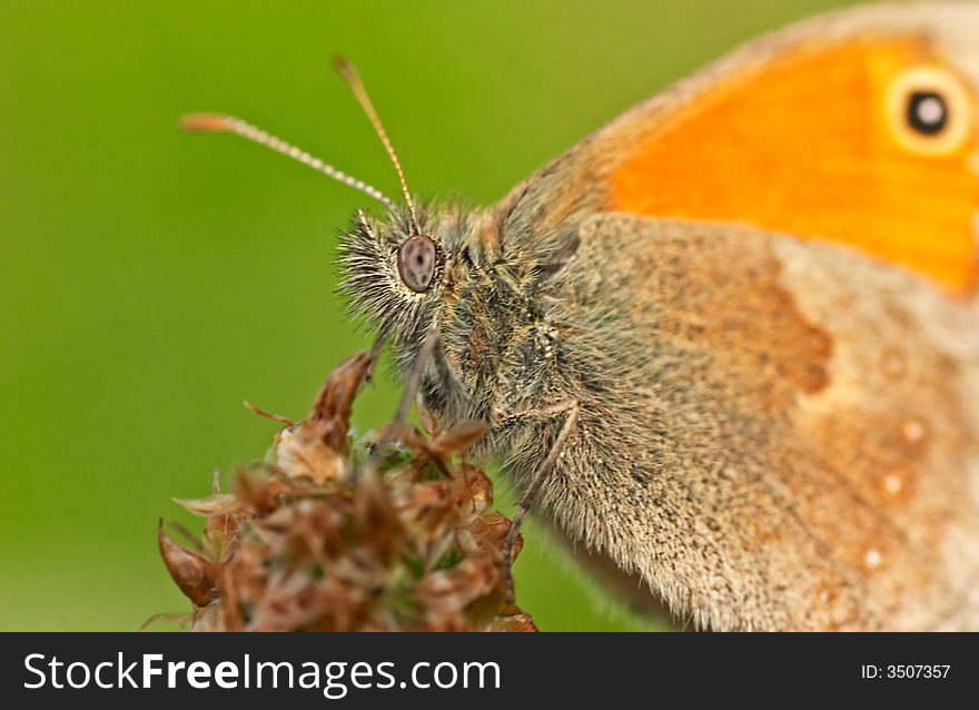 Butterfly Meadow Brown. Maniola jurtina.