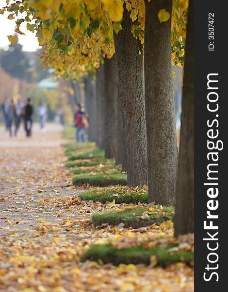 Autumn alley in Peterhof garden, Russia