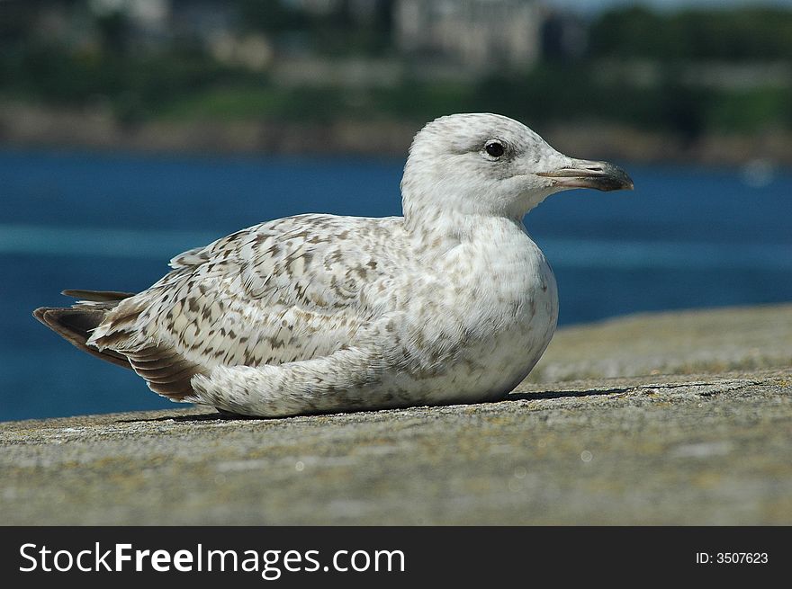 Young gull just resting from a flight.