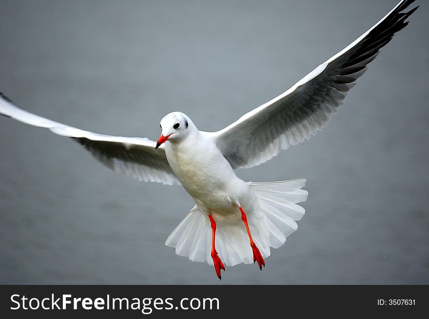 Sea gull posing for the photograph