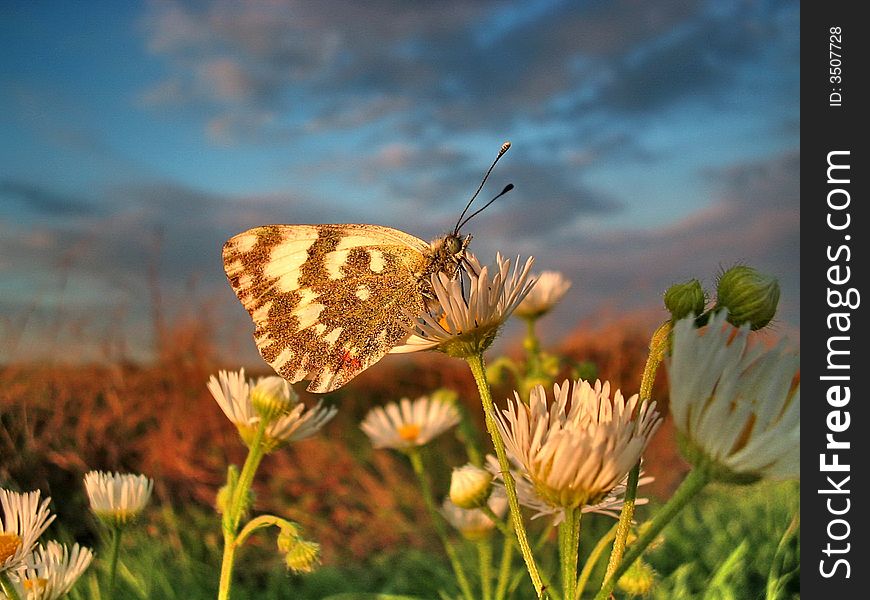 Portrait Of The Butterfly