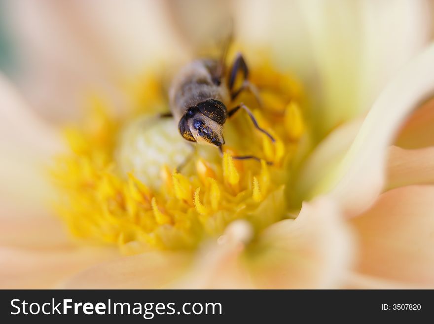 A bee sitting on a flower covered with pollen. A bee sitting on a flower covered with pollen