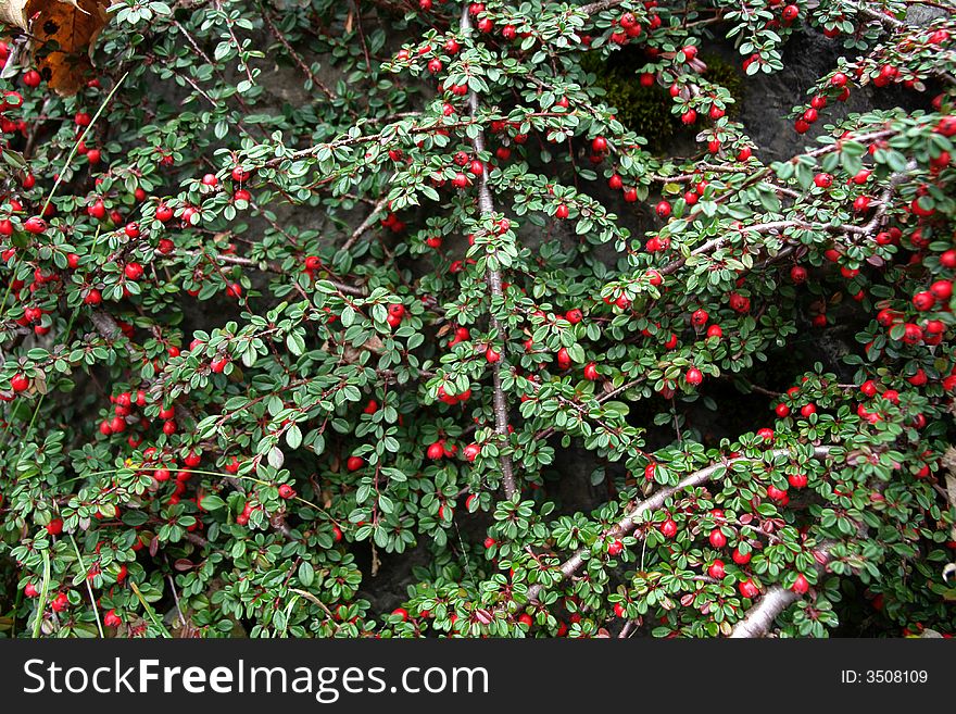 Ornamental plant on a stone wall. Red berries and small green leaves. Shoted in the Alps near the Hintersee Lake . Ornamental plant on a stone wall. Red berries and small green leaves. Shoted in the Alps near the Hintersee Lake .