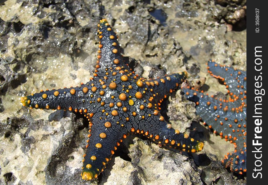 Colourful starfish from Indian Ocean