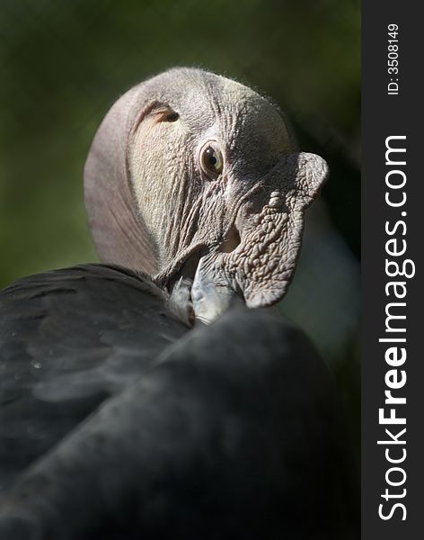 Andean Condor