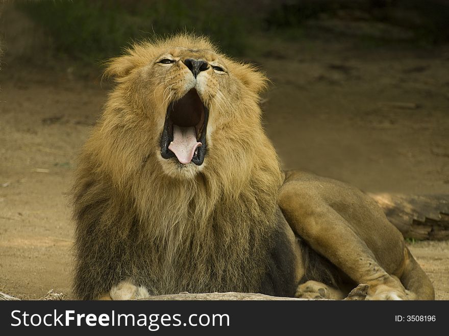 Lion takes a long time to yawn. Lion takes a long time to yawn.