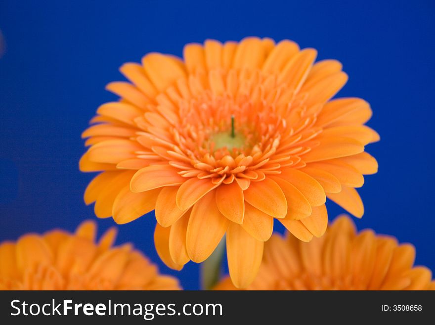 A beautiful flower called Gerbera