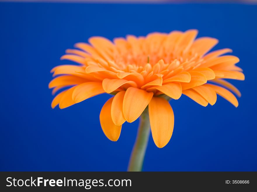 A beautiful flower called Gerbera