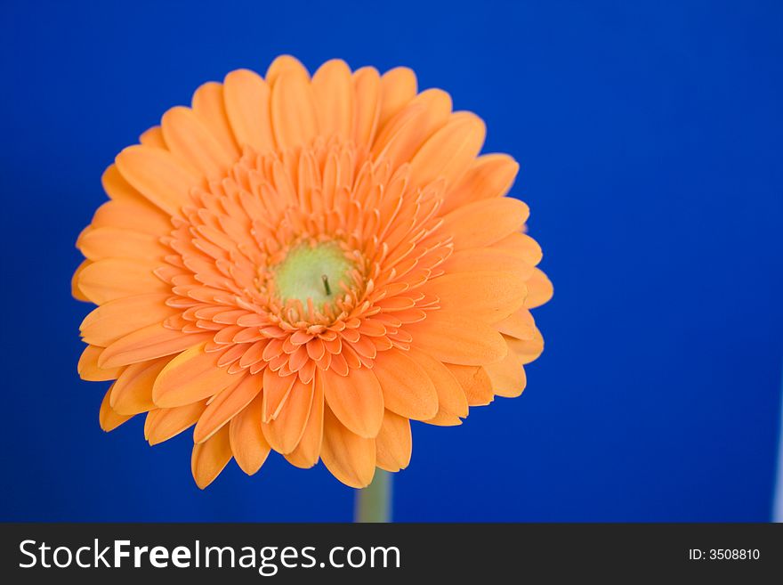 A beautiful flower called Gerbera