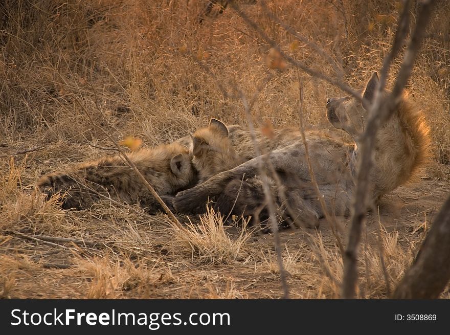 A adult hyena is feeding her two cubs in the sabie sand game reserve southafrica. A adult hyena is feeding her two cubs in the sabie sand game reserve southafrica.