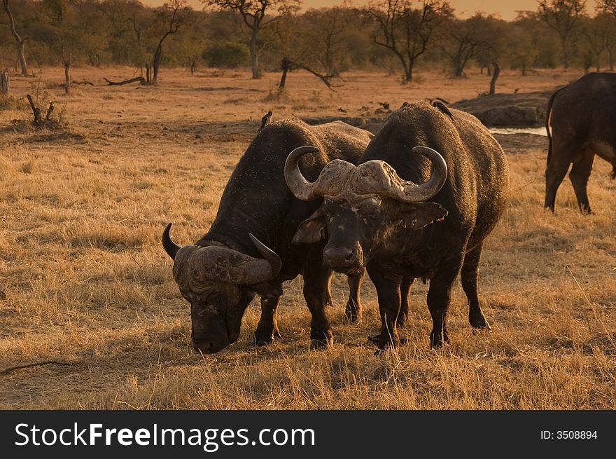 Two african buffalos tinted with warm light at the sabie sand game reserve southafrica.