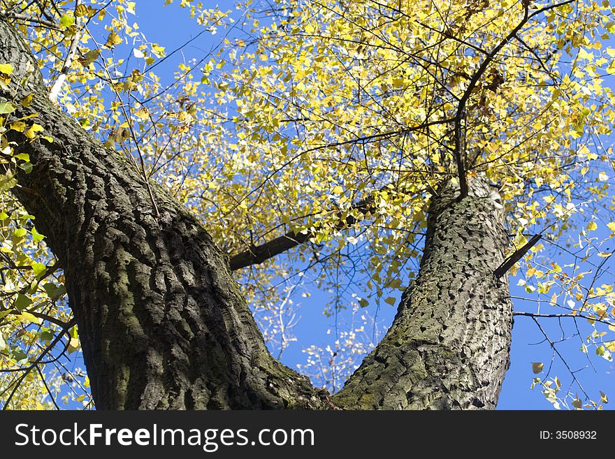 Poplar stem against a blue sky background, in fall