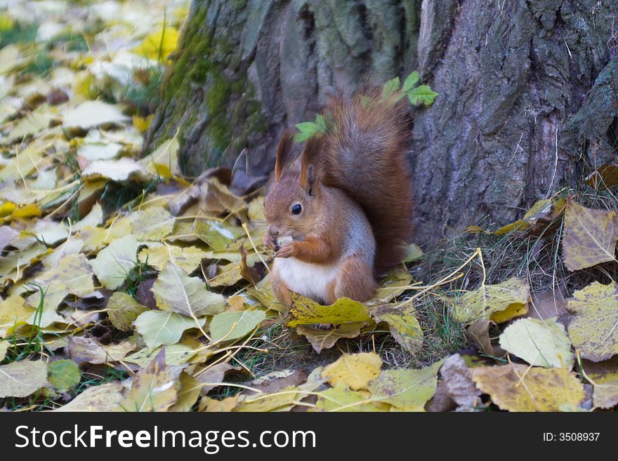 Ginger squirrel is eating near tree