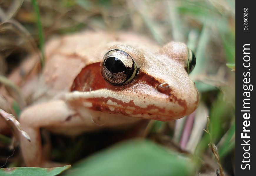 A frog sitting in grass staring right at you. A frog sitting in grass staring right at you.