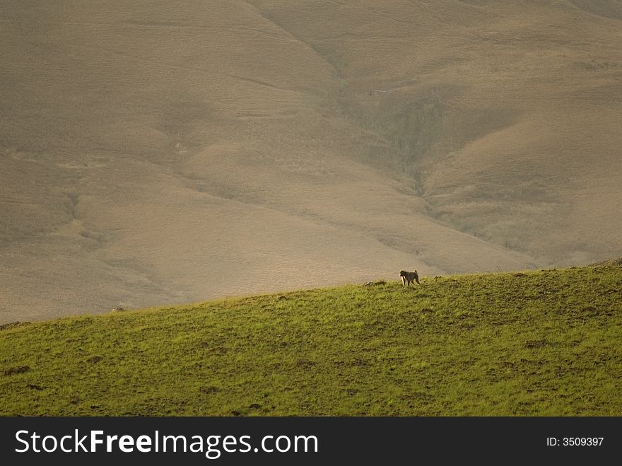 A baboon walks over the hump near of cathedral peak drakensberge southafrica. A baboon walks over the hump near of cathedral peak drakensberge southafrica.