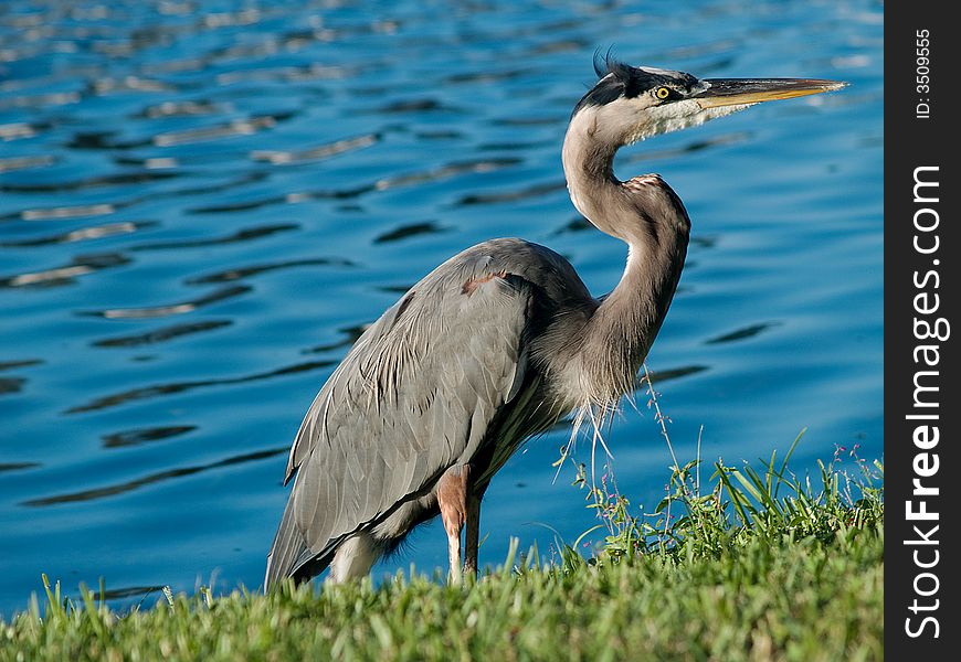 A great blue heron caught in early morning light