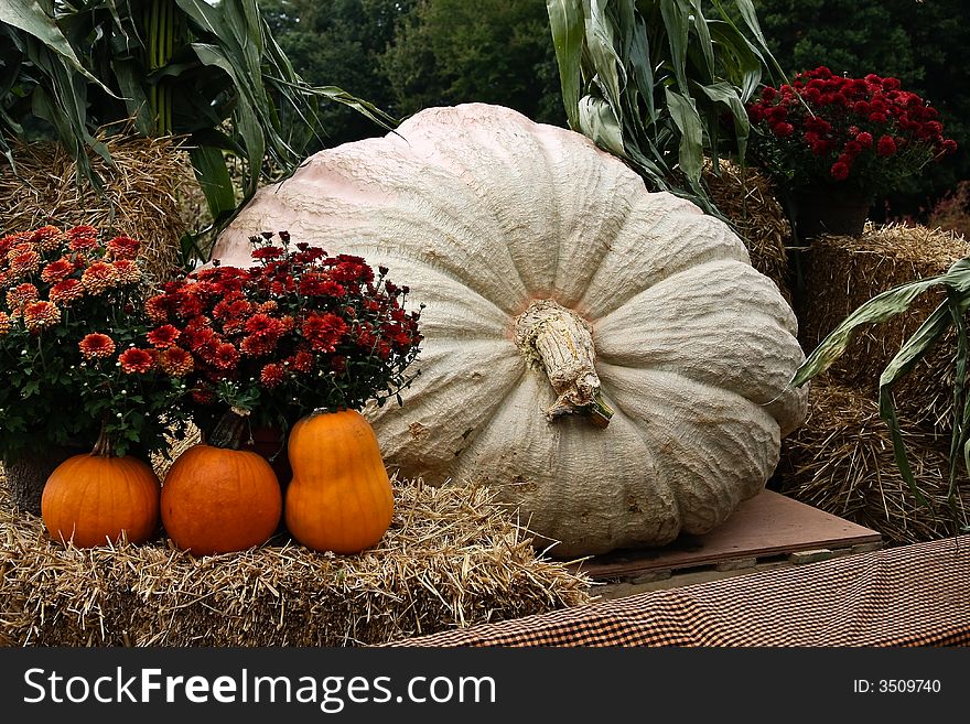 Giant pumpkin display at fall festival