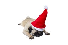 Beige Pug Wearing Christmas Attire 4 Royalty Free Stock Photo