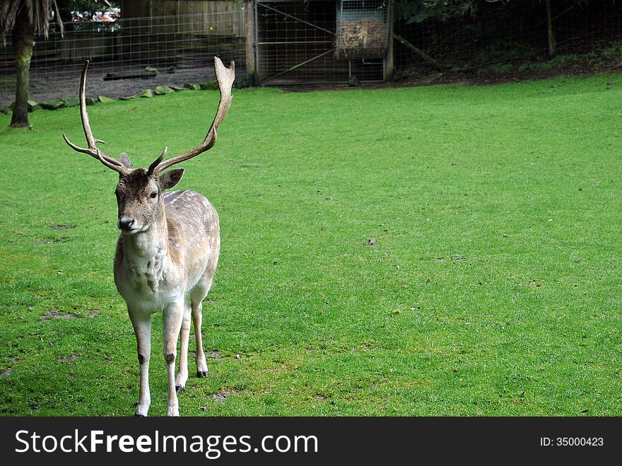 front profile of a single deer with big antlers standing on green grass
