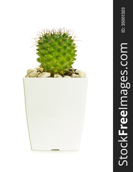 Little cactus with Pebble in white pot.Isolate on white.