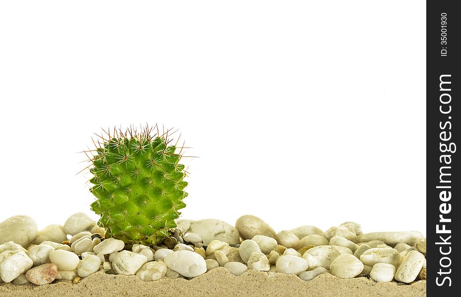 Little cactus with White Pebble Beach on sand.Isolate on white.