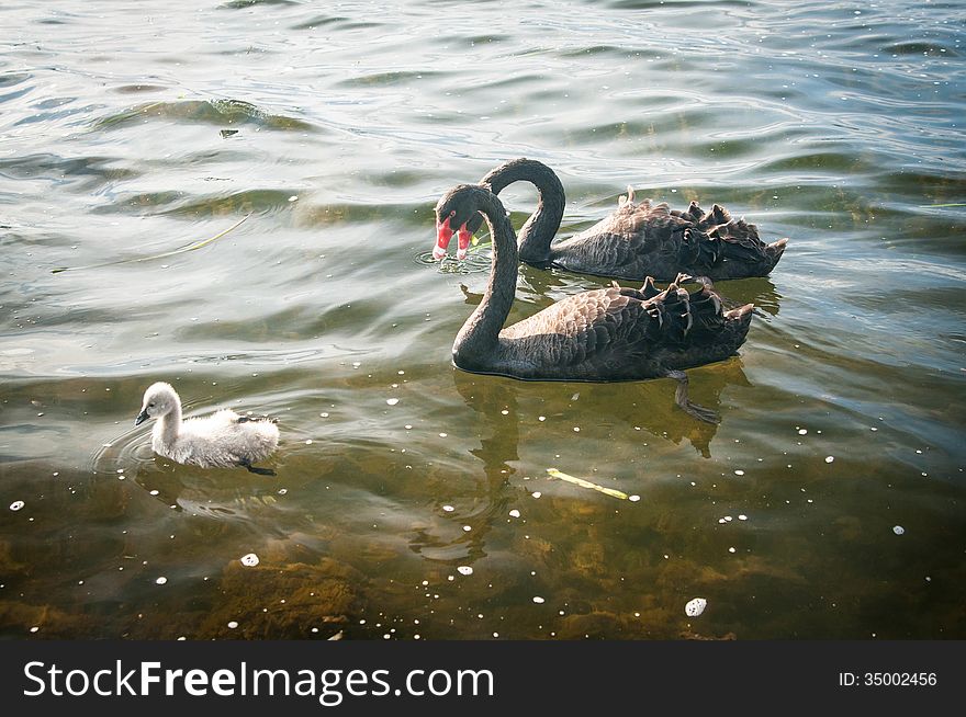 Two swans swimming with their signet. Two swans swimming with their signet