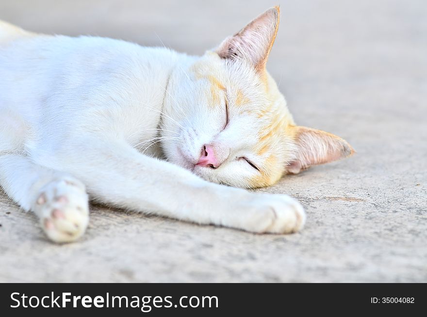 Sleeping white cat laying on gray background. Sleeping white cat laying on gray background
