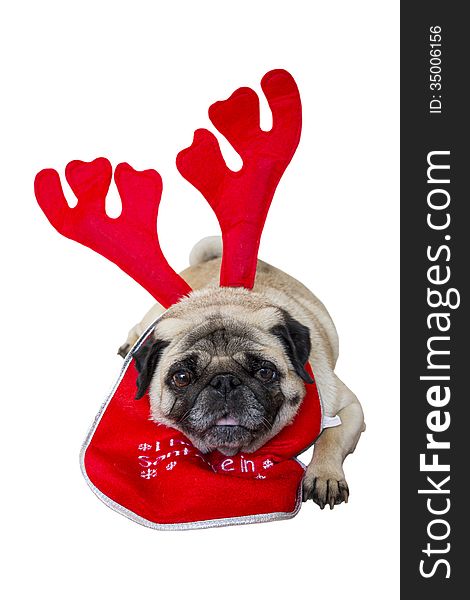 Beige Pug Wearing Christmas Reindeer Ears and a Bib. Beige Pug Wearing Christmas Reindeer Ears and a Bib