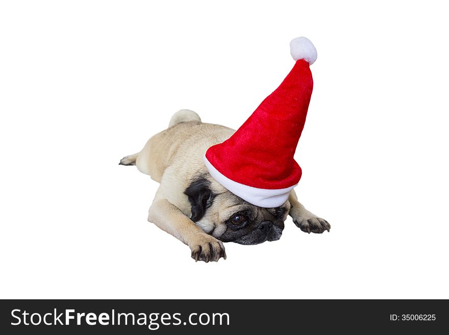 Sad Beige Pug Wearing Christmas Hat. Sad Beige Pug Wearing Christmas Hat