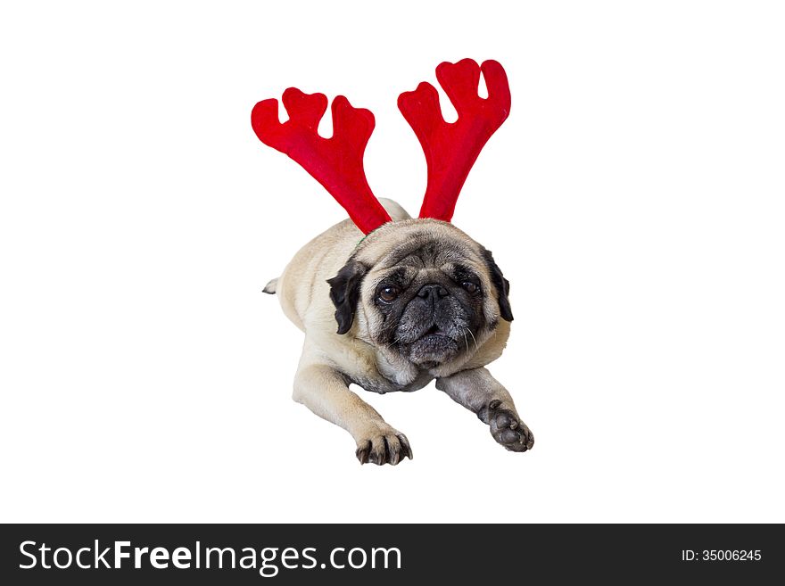 Beige Pug Wearing Christmas Reindeer Ears. Beige Pug Wearing Christmas Reindeer Ears