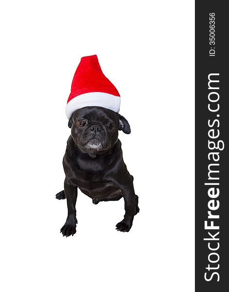 Black Pug Wearing Christmas Attire 2