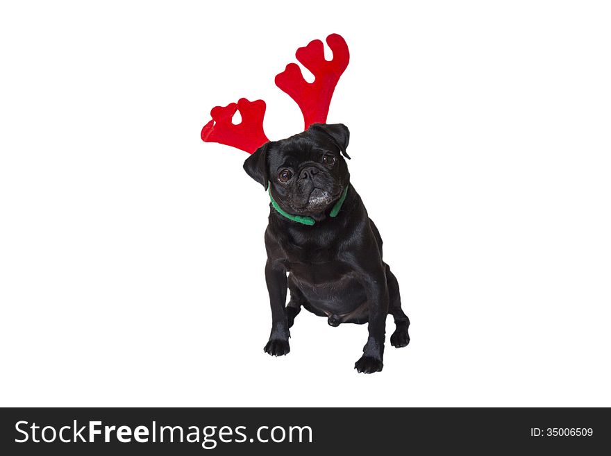 Curious Black Pug Wearing Christmas Reindeer Ears. Curious Black Pug Wearing Christmas Reindeer Ears