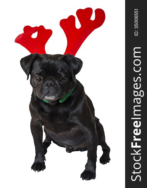 Black Pug Wearing Christmas Attire 5